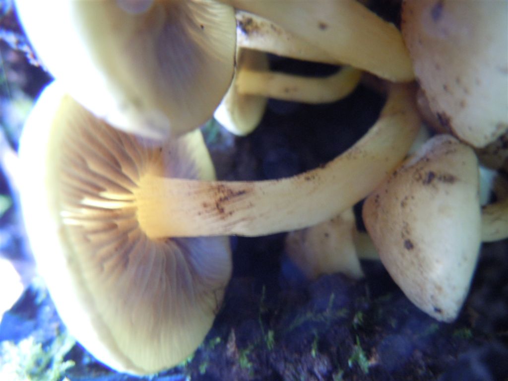Funghi da Capodimonte2